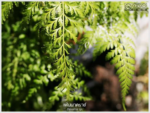 เฟินนาคราช, Davallia, นาคราช, เฟิน, fern, ไม้ใบ, home plant, pot plant, ไม้กระถาง, ไม้ประดับ, สมุนไพร, ไม้รำไร, พืชอิงอาศัย, ต้นไม้, ดอกไม้, aKitia.Com เฟินนาคราช, Davallia, นาคราช, เฟิน, fern, ไม้ใบ, home plant, pot plant, ไม้กระถาง, ไม้ประดับ, สมุนไพร, ไม้รำไร, พืชอิงอาศัย, ต้นไม้, ดอกไม้, aKitia.Com