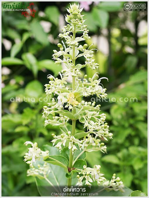 อัคคีทวาร, ต้นอัคคีทวาร, Clerodendrum serratum, สมุนไพรไทย, ไม้ดอก, ไม้ประดับ, ปอสามเกี๋ยน, ตั่งต่อ, สามสุม, หลัวสามเกียน, ตรีชวา, อัคคี, พรายสะเรียง, สะเม่าใหญ่, พายสะเมา, ไม้ไทย, สมุนไพร, นางแย้มป่า, แก้พิษงู, ต้นไม้, ดอกไม้, aKitia.Com อัคคีทวาร, ต้นอัคคีทวาร, Clerodendrum serratum, สมุนไพรไทย, ไม้ดอก, ไม้ประดับ, ปอสามเกี๋ยน, ตั่งต่อ, สามสุม, หลัวสามเกียน, ตรีชวา, อัคคี, พรายสะเรียง, สะเม่าใหญ่, พายสะเมา, ไม้ไทย, สมุนไพร, นางแย้มป่า, แก้พิษงู, ต้นไม้, ดอกไม้, aKitia.Com