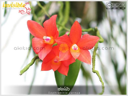 เซอร์นัว, Sophronitis cernua, เซอนัว, โซโฟริทิส, โซฟอริติส, กล้วยไม้, แคทลียาแคระ, ดอกไม้สีส้ม, กล้วยไม้แคระ, กล้วยไม้จิ๋ว, ต้นไม้, ดอกไม้, aKitia.Com เซอร์นัว, Sophronitis cernua, เซอนัว, โซโฟริทิส, โซฟอริติส, กล้วยไม้, แคทลียาแคระ, ดอกไม้สีส้ม, กล้วยไม้แคระ, กล้วยไม้จิ๋ว, ต้นไม้, ดอกไม้, aKitia.Com