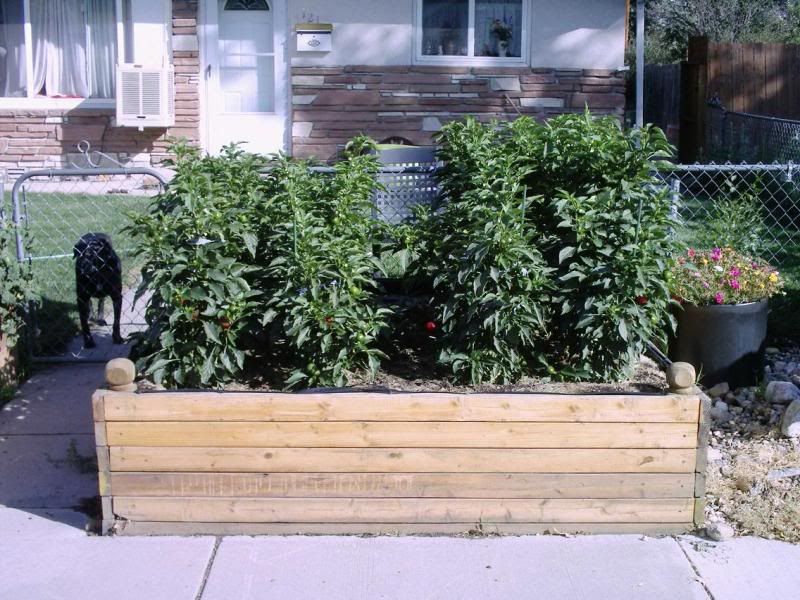 Raised bed construction question? • HelpfulGardener.com Gardening Forum