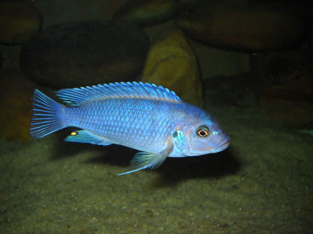 Blue Mbuna