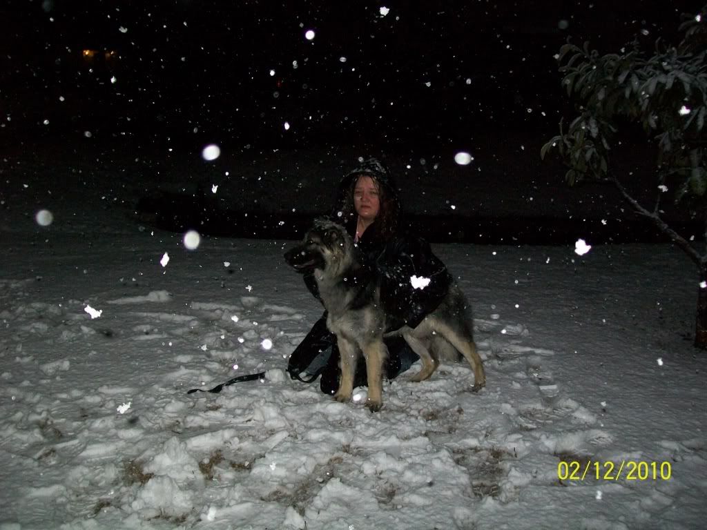 SAVED Supply NC Black Cream Male 2 yr old Page 3 German Shepherd Dog