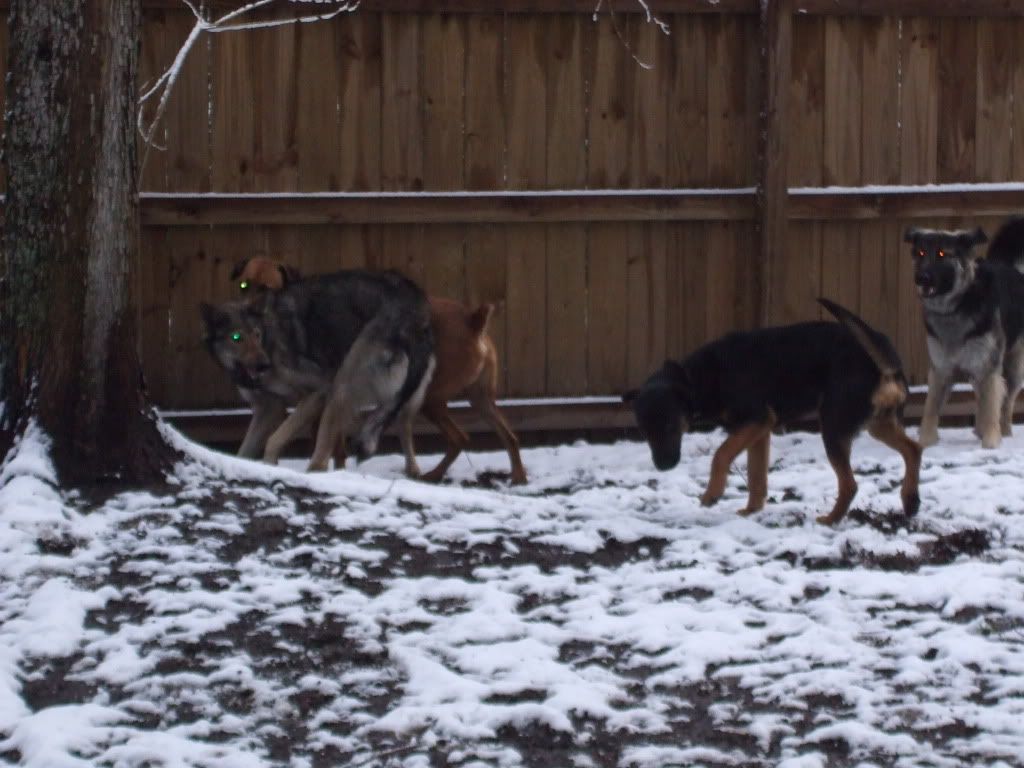 Danielle Director Furlife German Shepherd Rescue Charleston SC