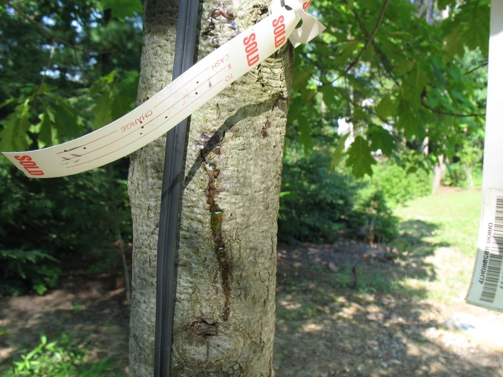 red oak bleeding sap
