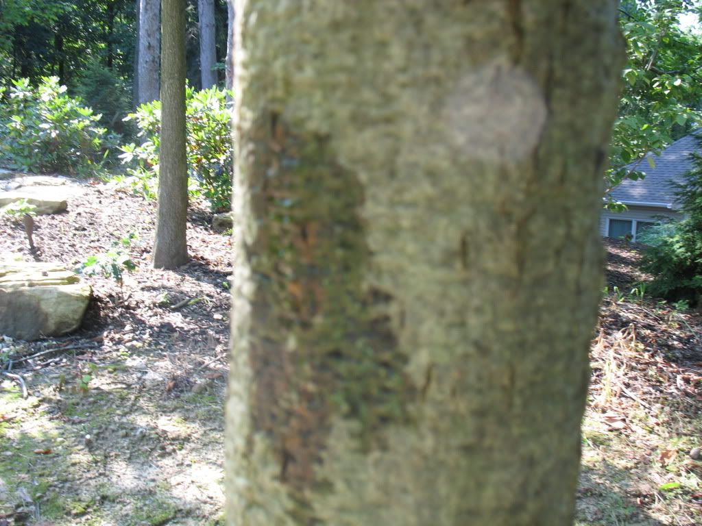 red oak bleeding sap