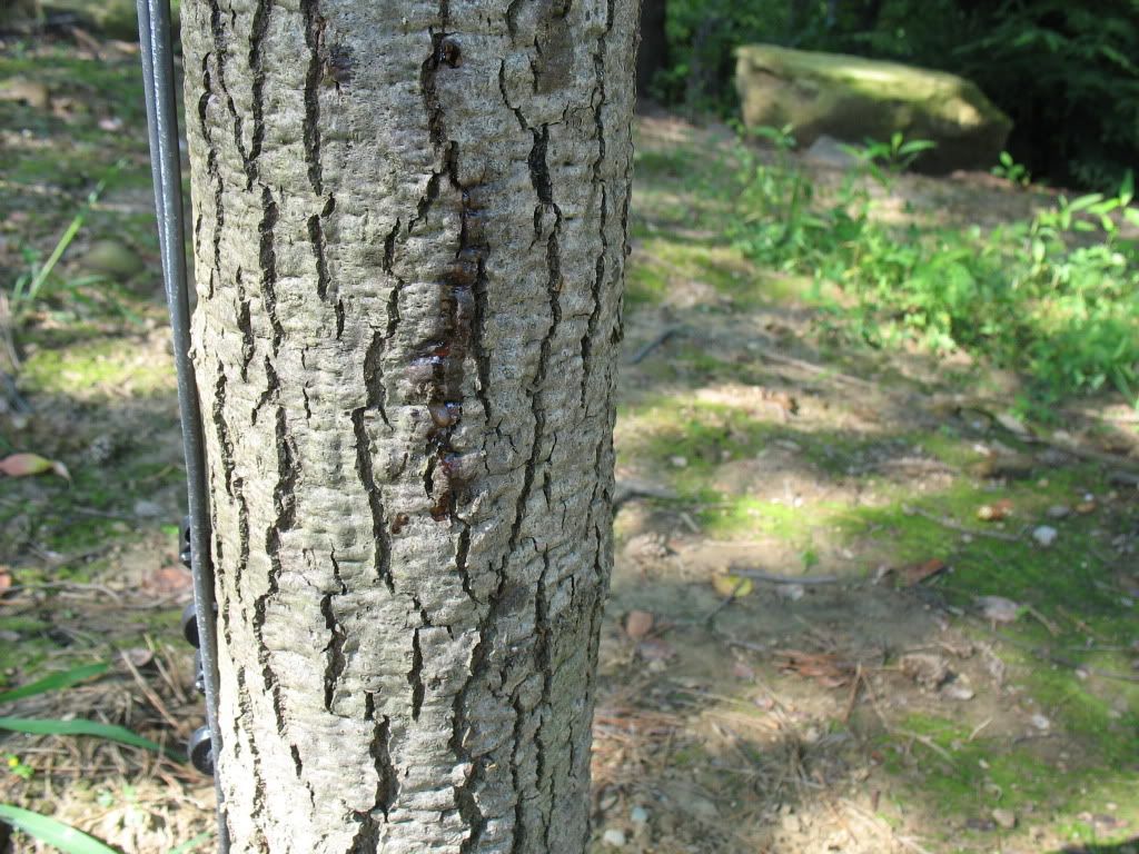 red oak bleeding sap
