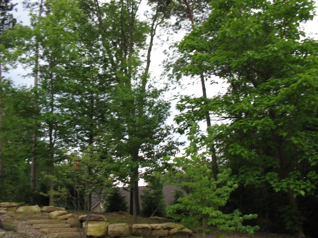 red oak bleeding sap