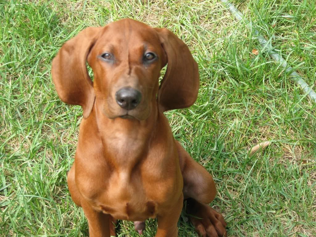 red coon dog