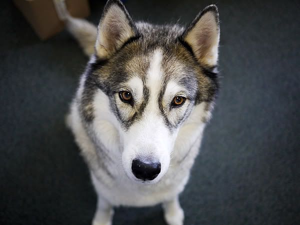 my_bear